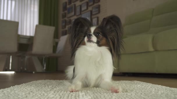 Dog Papillon lies on the rug and looks around in living room stock footage video - Materiał filmowy, wideo
