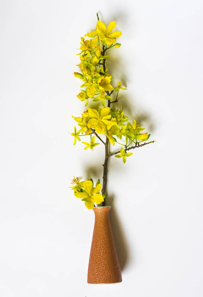 Yellow Apricot Flower in vase isolated on white background, traditional lunar new year in Vietnam - Φωτογραφία, εικόνα
