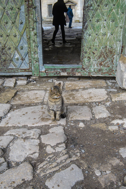 Kissa istuu oven edustalla. Kissa vahtii linnan sisäänkäyntiä.
. - Valokuva, kuva