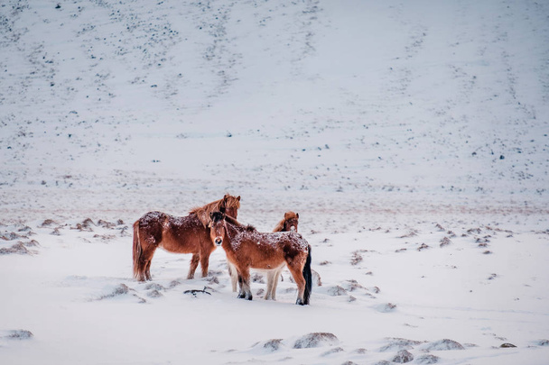 Typical Icelandic hairy horse grazing in snow blizzard. Iceland breed horse in wintertime in hard conditions snowy freezing winter at Iceland. - Foto, immagini