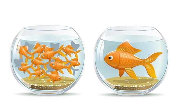 Comparação do aquário
 - Vetor, Imagem
