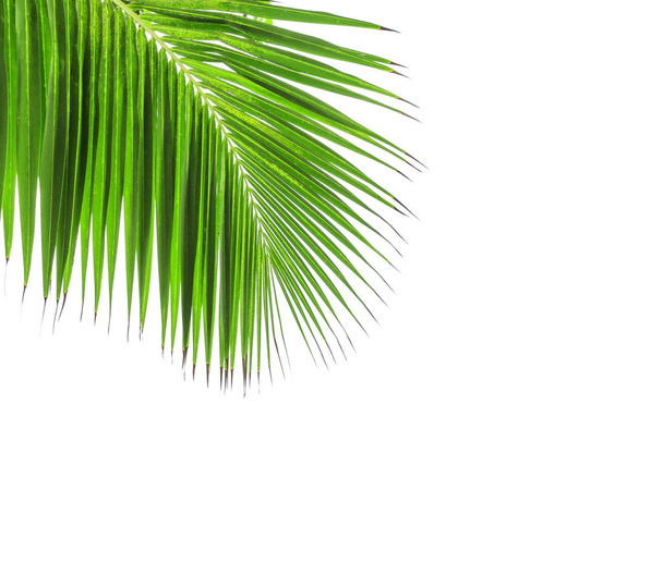 groene blad van kokosnoot palmboom  - Foto, afbeelding