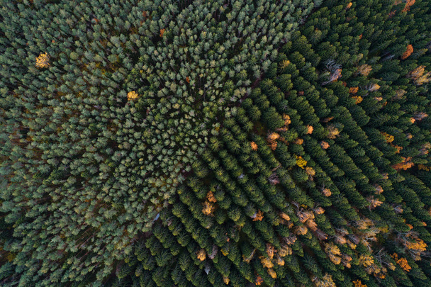 Letecký pohled na pestré jehličnatých lesních porostů - Fotografie, Obrázek