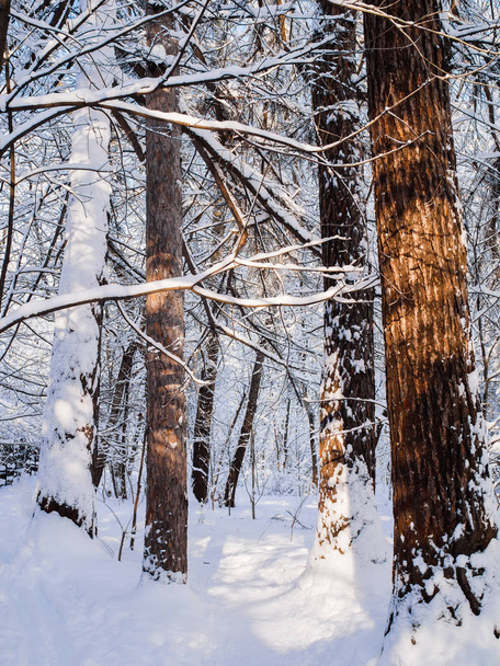 Photo of snowy trees in woods - Foto, imagen