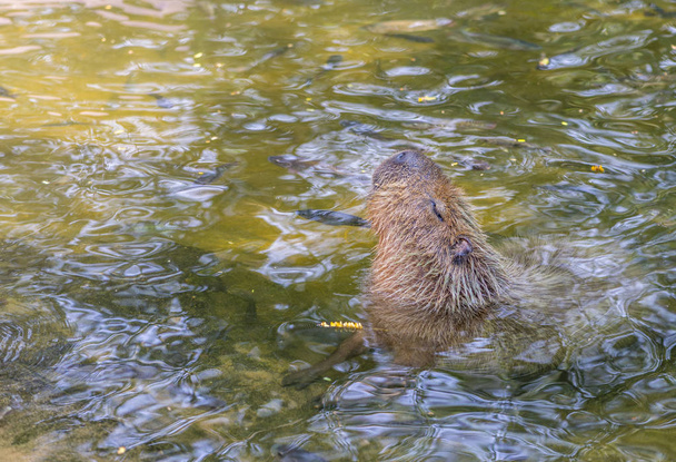 Ένα μεγάλο ποντίκι Capybara χαλαρώνοντας στο νερό - Φωτογραφία, εικόνα