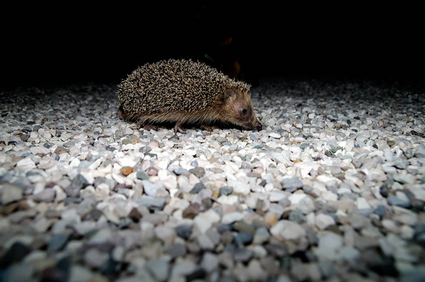 West European Hedgehog Wild Mammal (Erinaceus Europaeus) - Photo, Image