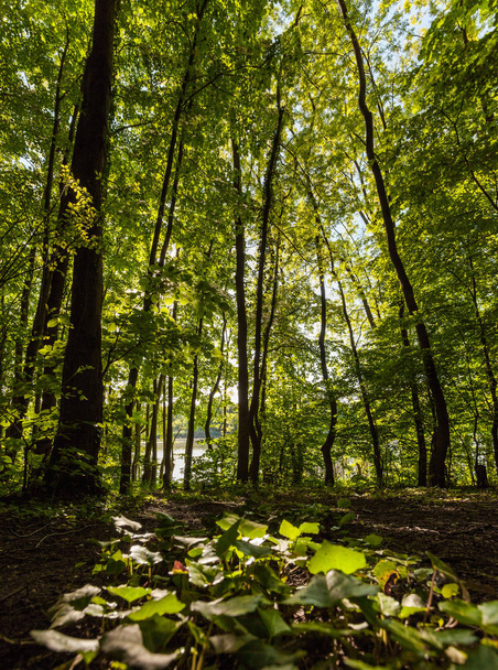 Idyllic wood scenery, soft sunlight shines through the green for - Foto, Imagen