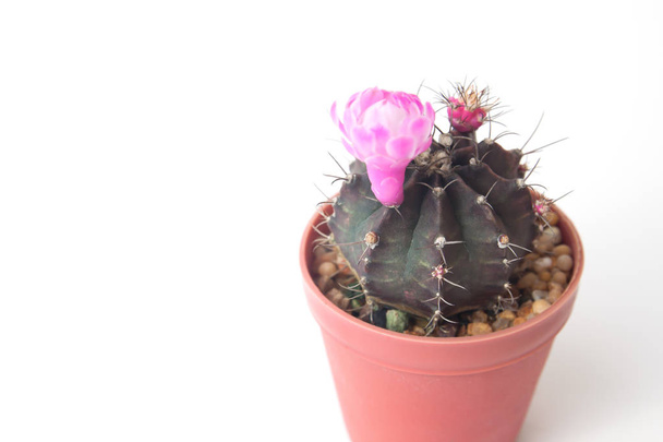 Cactus planta y rosa flor en flor sobre fondo blanco
 - Foto, imagen