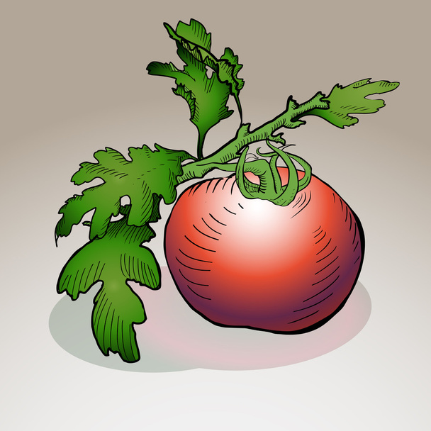 Vector tomato. Vector illustration. - Vector, Image