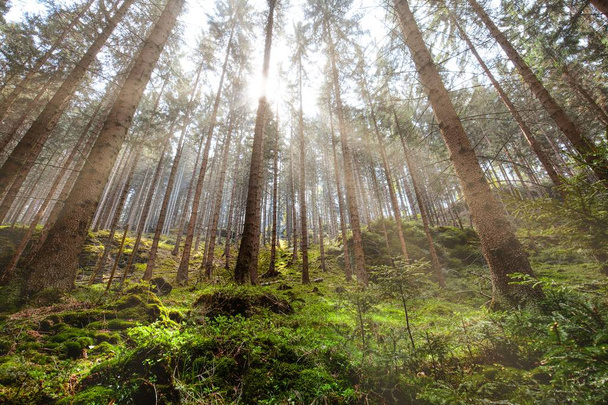 Great Forest, Fairytale forest in Sun rays, Walking in Czech Switzerland National Park - Φωτογραφία, εικόνα