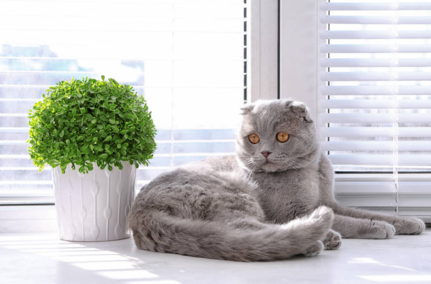 Cute cat resting near window blinds - Foto, afbeelding