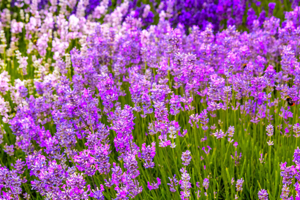 Lavendel velden in Engeland, Uk - Foto, afbeelding