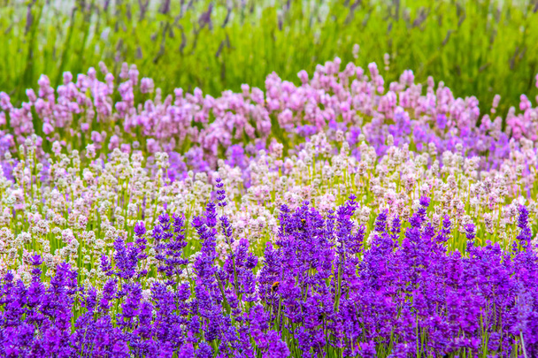 Lavender fields in England, UK - Fotó, kép