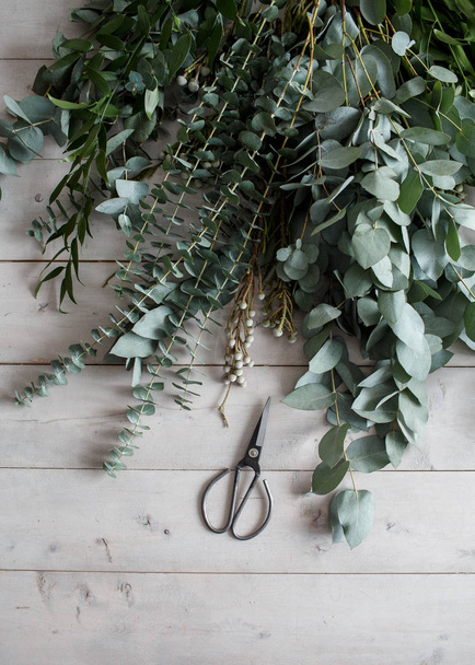 Eucalyptus plant and scissors on a wooden white table. mock-up. view from above - Photo, image