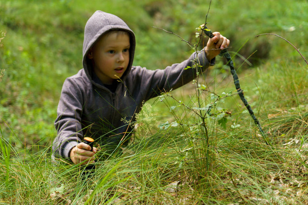 The boy collects mushrooms in the forest - Foto, Bild