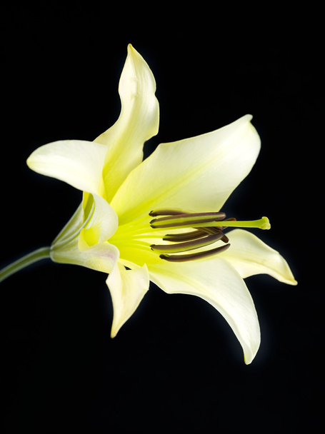 Крупный план цветка лилии
 - Фото, изображение