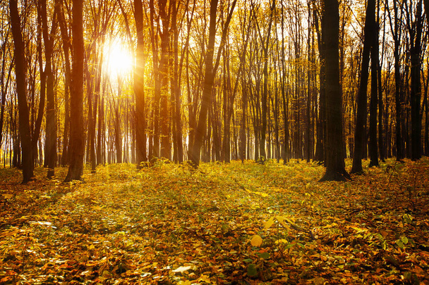 Golden autumnal forest with sunbeams - Фото, изображение