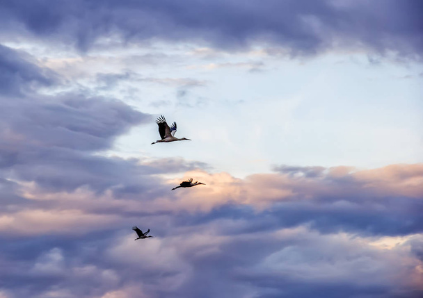 las cigüeñas en el cielo
 - Foto, imagen