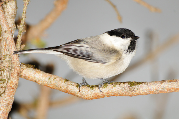 a willow tit perched on a branch - Foto, immagini