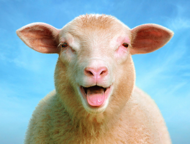 Lucie a ovelha
 - Foto, Imagem