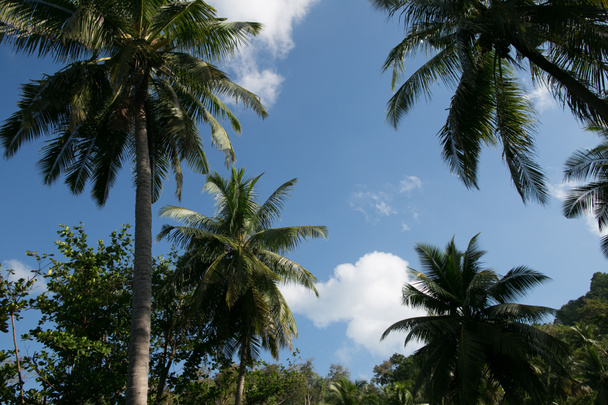 luonnonkaunis näkymä palmuja ja pilvinen taivas, phuket, Thaimaa
 - Valokuva, kuva