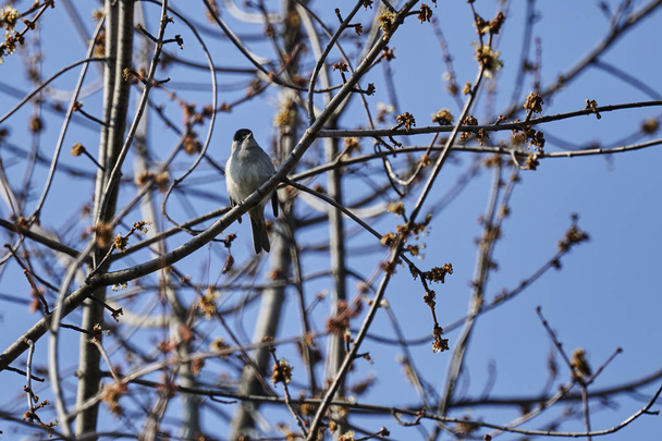 blackcap bird on tree - Fotoğraf, Görsel