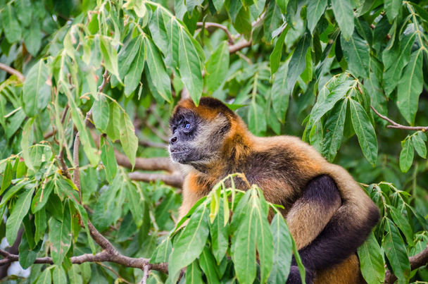 Паукообразная обезьяна Джеффроя или чернорукая пауковая обезьяна на дереве
 - Фото, изображение