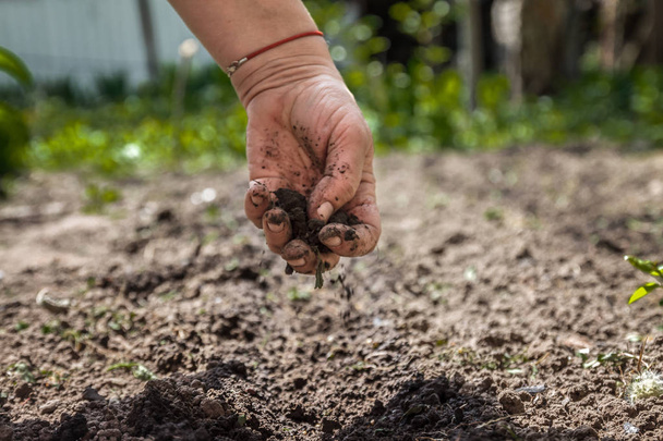 The hand of an elderly woman pours the earth on sowing. The conc - Photo, Image