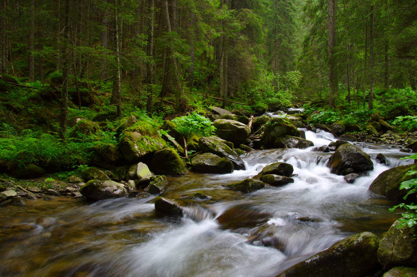 Yeşil ormandaki nehir dağ - Fotoğraf, Görsel