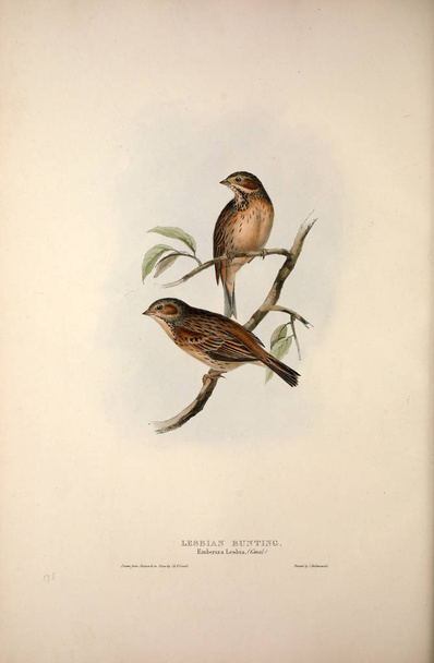 Ilustração de um pássaro. As aves da Europa
. - Foto, Imagem