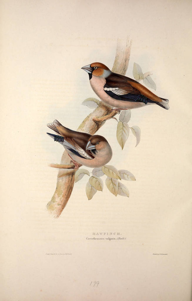 Bir kuş Illustration. Avrupa'nın kuşları. - Fotoğraf, Görsel