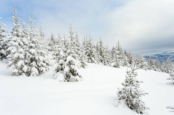 美しい雪に覆われたカルパティア山脈 - 写真・画像