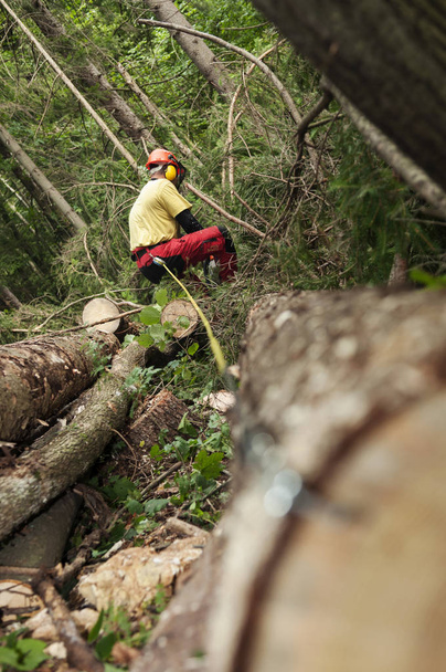 Trabajador forestal recortando ramas y midiendo abeto cortado
 - Foto, Imagen