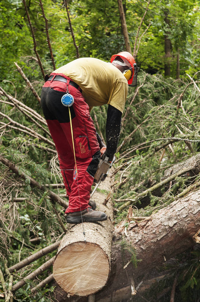 Trabajador forestal recortando abeto cortado con motosierra
 - Foto, Imagen