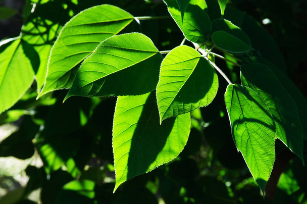 Větev s živě prosluněné zelené listy - Fotografie, Obrázek