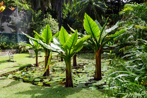 Seychelles��� National Botanical Gardens - Photo, Image