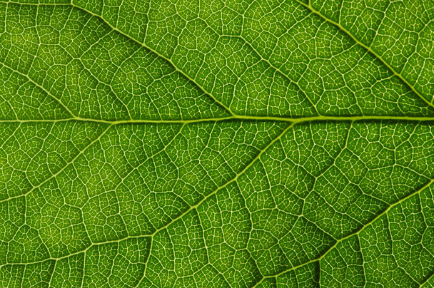  green leaf texture - Фото, зображення
