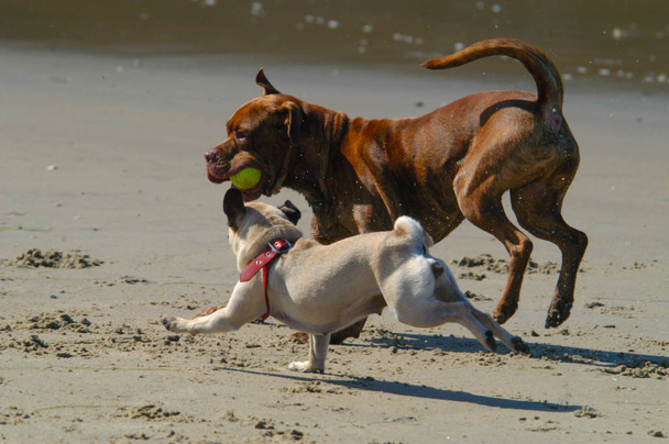 Παραλία σκύλου - Φωτογραφία, εικόνα