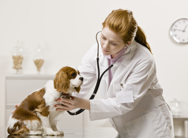Young Female Veterinarian - Photo, Image