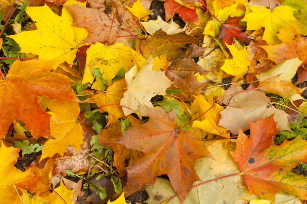 Beau parc d'automne aux feuilles d'érable jaunes
. - Photo, image
