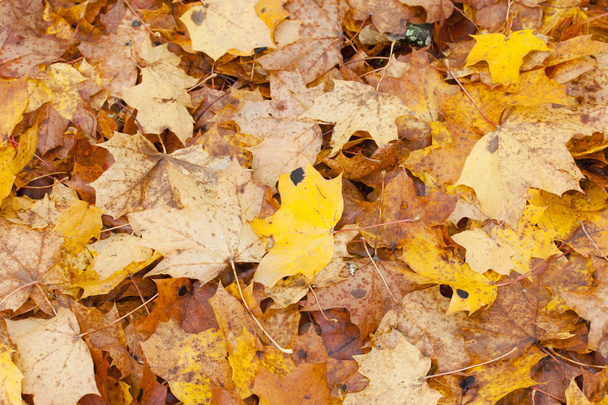 美しい秋の公園には、黄色のもみじを葉します。. - 写真・画像