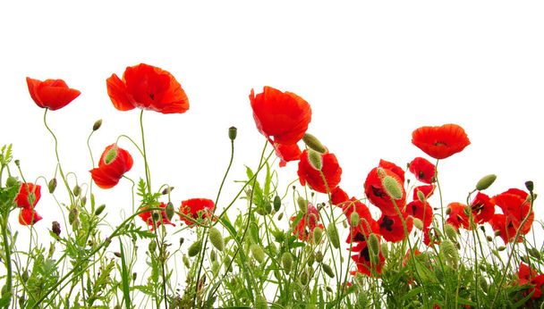 red poppies on white - Photo, Image
