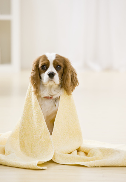 hond vallende handdoek - Foto, afbeelding