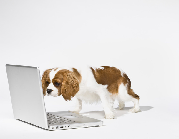 Cute Puppy with Laptop - Photo, Image