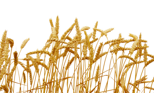 Weizen isoliert auf einem weißen  - Foto, Bild