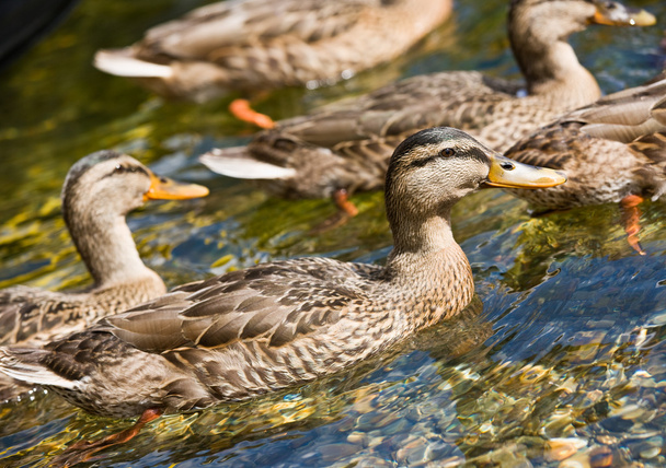 Akıntıda yüzmek ördekler - Fotoğraf, Görsel