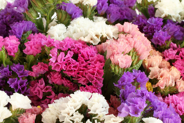 Rózsaszín, lila, sárga, fehér lelleg virágok - Sóvirág háttér - Fotó, kép