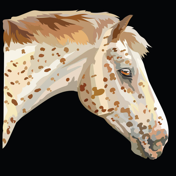 Χρωματιστά άλογο πορτρέτο-2 - Διάνυσμα, εικόνα