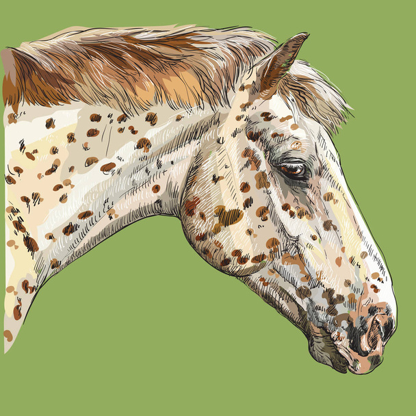 Ζωηρόχρωμο άλογο πορτρέτο-2 - Διάνυσμα, εικόνα