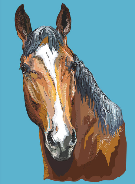 Kolorowy koń portret-5 - Wektor, obraz
